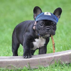 더우 햇빛 귀여운 반려동물 강아지 고양이 썬캡 모자