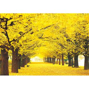 아트박스/퍼즐사랑 1000피스 직소퍼즐 - 황금빛 은행나무 길 2