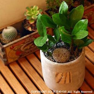 아트박스/러브피어리 금전수(돈나무) 모던 원형화분