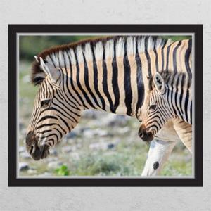 아트박스/꾸밈 ck803-야생의얼룩말_창문그림액자
