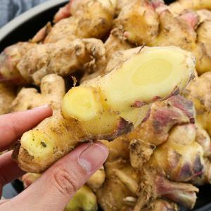 [팔도농장] 서산 태안 햇 생강 특상품 5kg