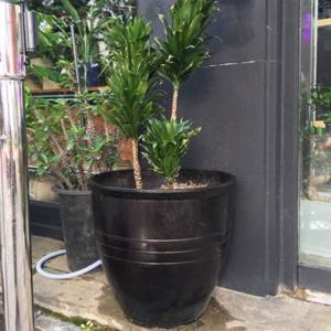 수지 슈퍼싸이즈 수지 장독대형(초대형) 60x55cm 큰화분