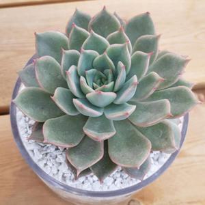 아트박스/진바스 다용도 보관함 통유리 다육화분(다육포함)