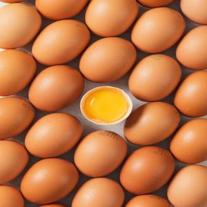 [신선보장 1+1]난각번호 1번 자연방사 무항생제 유정란 대란 40구_파손보장