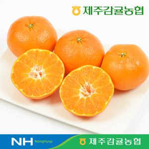 [제주감귤농협] 2026년 제철 햇 천혜향 3kg (12∼20과)