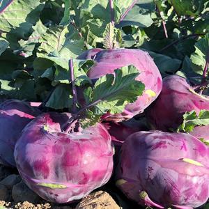 제주 콜라비 4.5kg 못난이 사이즈혼함