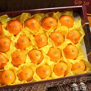 [선물세트] 산지직송 천혜향 3kg 중대과 (11-13과)