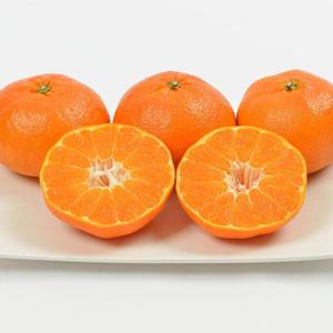 제주 고당도 가정용레드향 10kg 대과(23-35입)