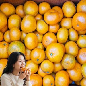 제주 노지 감귤 소과 (2S) 2.5kg