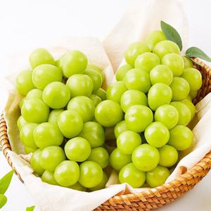 [맛딜]달콤아삭 고당도 샤인머스켓 2kg(3수)