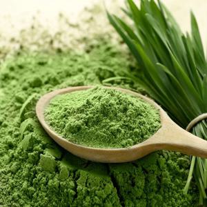 유기농 새싹보리 착즙분말 (3개월분)