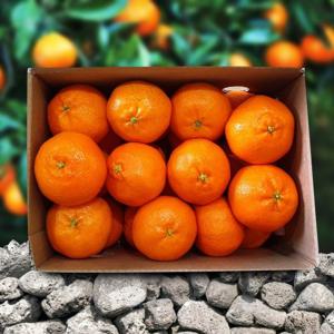 [딜픽]제주돌담 가정용 레드향 2.5kg내외 중과(10-12과 내외)