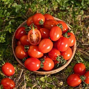 [대한민국농수산] 산지직송 대추 방울 토마토 / 중과 2kg (2-3번)