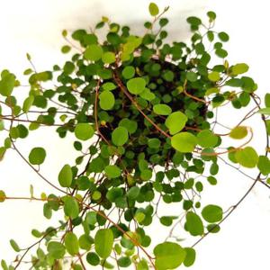 트리안 (소품) 여름에 더 예뻐지는 공기정화식물 화분 (WA6C65F)