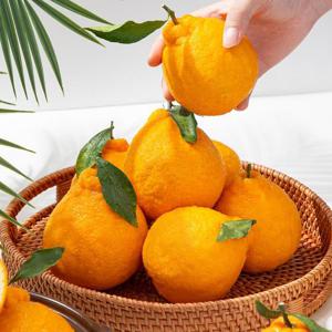 [더조은] 제주직송 한라봉 가정용(실중량) 16과 내외 / 2.5kg