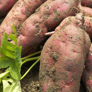 [팔도농장] 세척 꿀 밤고구마 (중)5kg