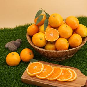 [자연품애 감귤] 제주 감귤 4.5kg 로얄과(S-M)