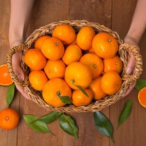 [자연품애 감귤] 제주 감귤 4.5kg 소과(2S-S)