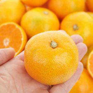 [더조은] 달콤한 서귀포 감귤 (로얄중품) 2kg