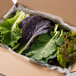 당일 수확 국내산 GAP인증 쌈채소 모듬 4종 1kg