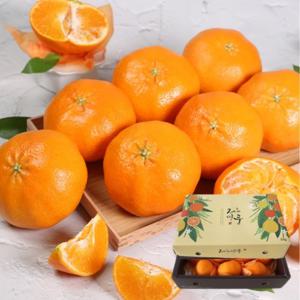 [선물세트] 제주직송 달콤한 선물용 레드향 4.5kg (15~28과 내외)