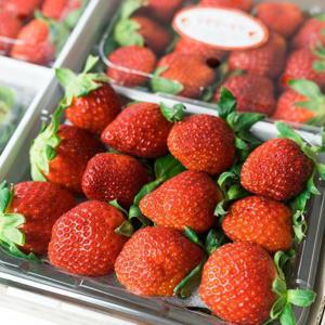 국내산 설향딸기 500g(36~40과) 고당도 새콤달콤한 딸기 소과