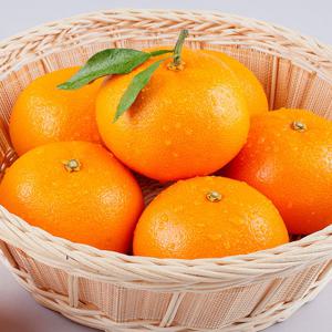 제주 고당도 천혜향 2kg 중과 8-11과