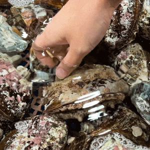 [대한민국농수산] 진도 전복 활전복 (대) 1kg(9미) / 활전복 100% 보장