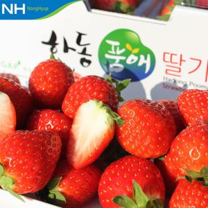 하동 옥종농협 딸기 1kg(중)