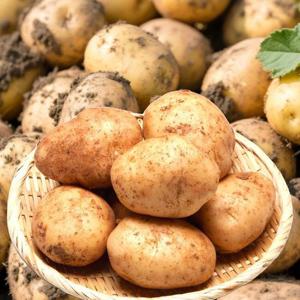 포슬포슬 두백감자 햇 감자 대 10kg