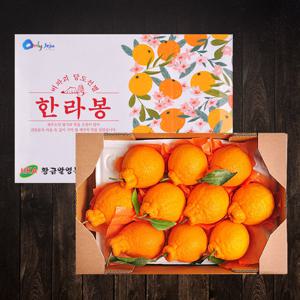 [푸르젠 설 선물세트] 제주 한라봉 과일 설 선물세트 3kg(10~12과) /예약