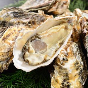 [산지직송 하프셀] 국내산 통영 굴 하프셀 3단 90-105미내외