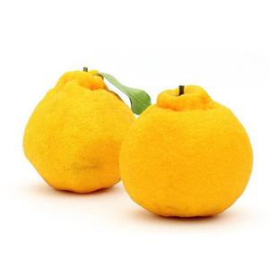 [자연품애 한라봉] 가정용 한라봉 실중량 2.5kg 대과