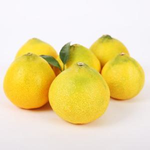 [딜픽]제주 황금향 25-35과 4.5kg 소과 가정용