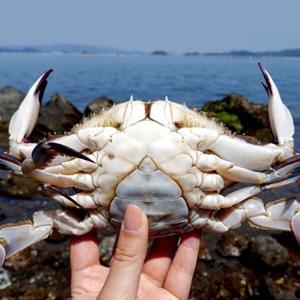 [대한민국농수산] 속이 꽉 찬 산지직송 급속냉동 암꽃게 3kg