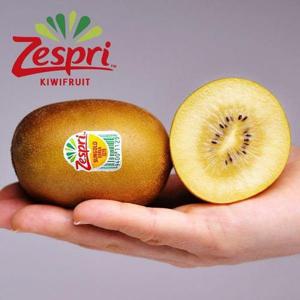 갤러리아_[웰굿] 국내산 제주 제스프리 골드키위 3kg(24과내외,특대과)