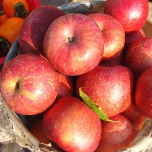 국내산 가정용 부사사과 대과 2kg 7과내외