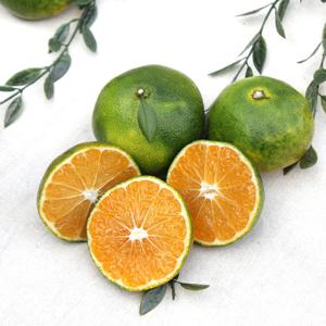 [산지직송] 대진작목반 제주 감귤 5kg(소과)