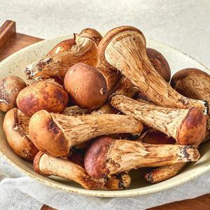 당일 수확 무농약 GAP 참송이버섯 가정용 500g