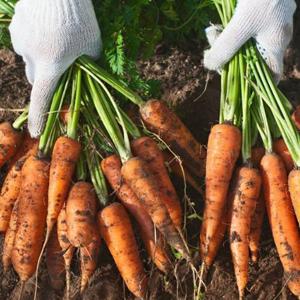 제주 구좌 당근 5kg 상 제주 흙당근 5kg 제주당근 5kg 생당근 제주 햇당근