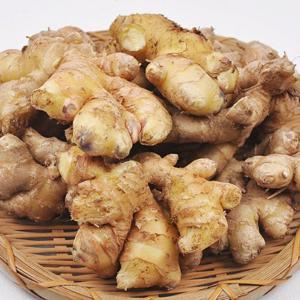 [푸르젠 생강] 서산 전영운님의 25년산 일반생강 2kg 특품