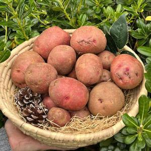 국내산 포슬포슬 홍감자 소(60g 이하) 5kg