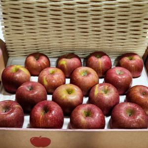 청송 사과 꿀사과 부사 중대과5kg(선물용)10-14과apg5