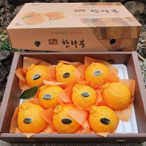 제주 서귀포 한라봉 5kg 선물용