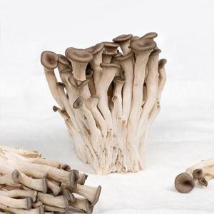 국내산 무농약 느타리버섯 200g 5팩