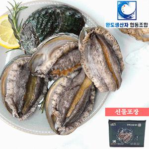 [완도생산자협동조합]활 전복 왕특대 1kg (7-8미) 산소포장+선물포장 /생산자직송