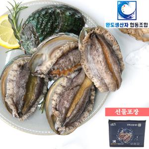 [완도생산자협동조합]왕특대 활전복 1kg (6-7미) 산소포장+선물포장 /생산자직송
