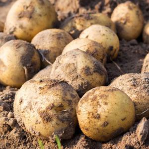 [팔도농장] 26년 햇 수확 수미감자(특) 10kg