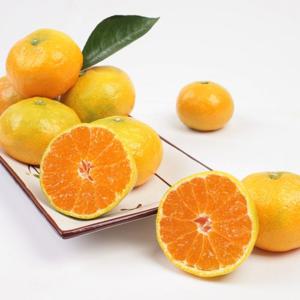 [딜픽]제주돌담 비가림감귤 1.5kg 프리미엄(S)