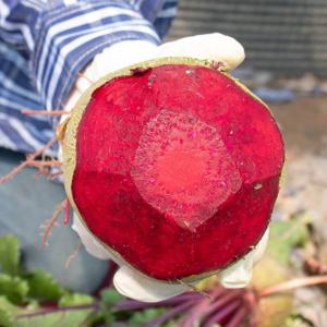 [산정마을]국내산 햇 비트 레드비트 10kg